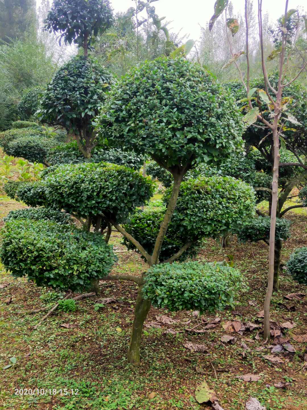 河南小葉女真造型種植基地、批發(fā)報(bào)價(jià)、哪里便宜【南召縣誠(chéng)浩園林有限公司】