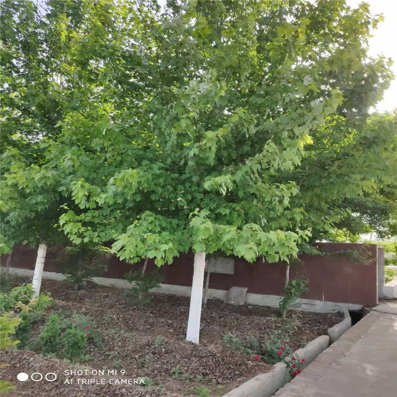 美國(guó)紅楓樹苗山東泰安岱岳區(qū)