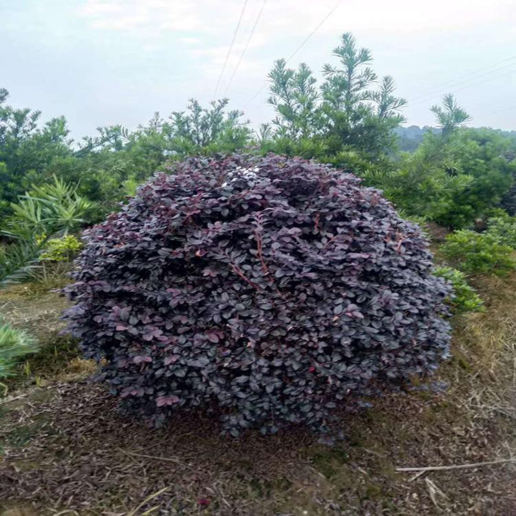 紅花檵木球批發(fā)