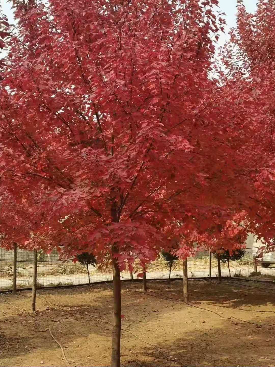 揭秘：上海美國紅楓 上海美國紅楓種植基地-邳州市銀杏森林苗圃場總部