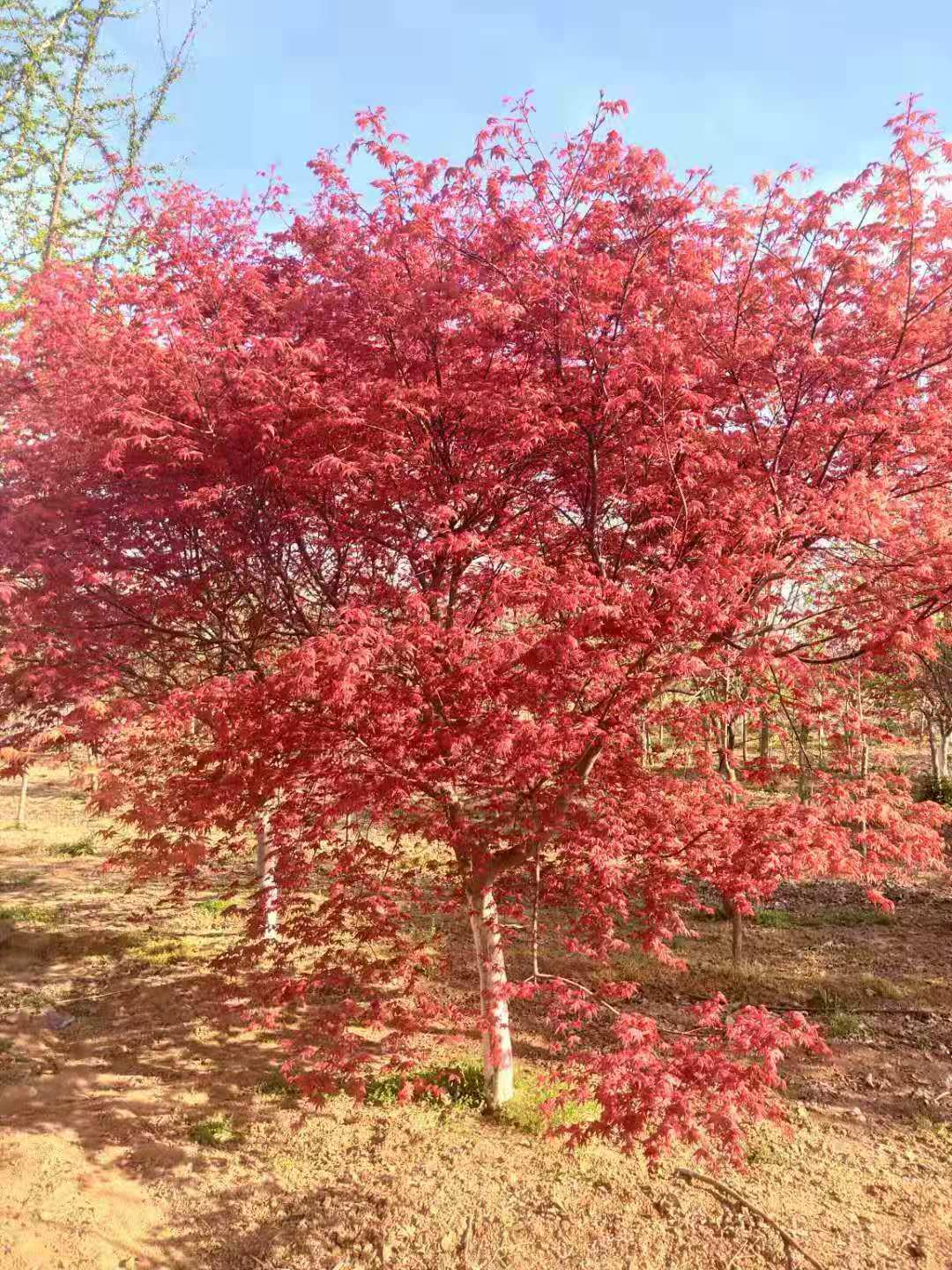 湖南日本紅楓，湖南日本紅楓批發(fā)，湖南日本紅楓多少錢