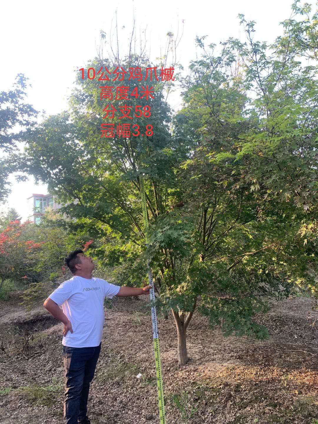 真不錯！重慶10公分雞爪槭 重慶10公分雞爪槭苗木基地批發(fā)-邳州市銀杏森林苗圃場總部