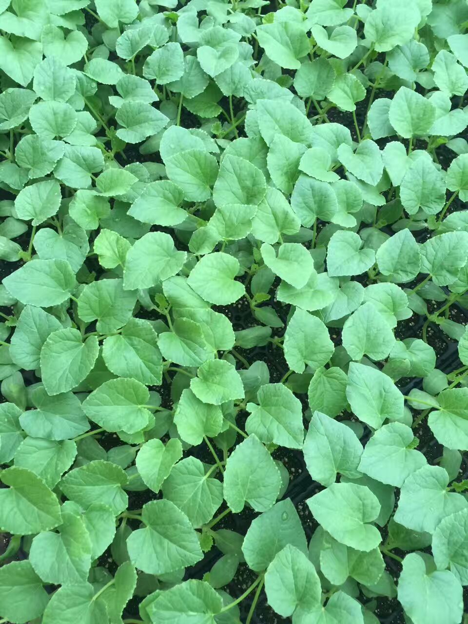 羊角蜜甜瓜種苗 博洋系列甜瓜 博洋61 博洋9甜瓜苗 薄皮甜瓜種苗