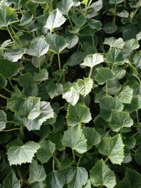 甜瓜 苗綠寶甜瓜種子 綠寶甜瓜苗 綠寶甜瓜嫁接苗 苗多多種業(yè) 壽光大型育苗基地 壽光蔬菜大棚