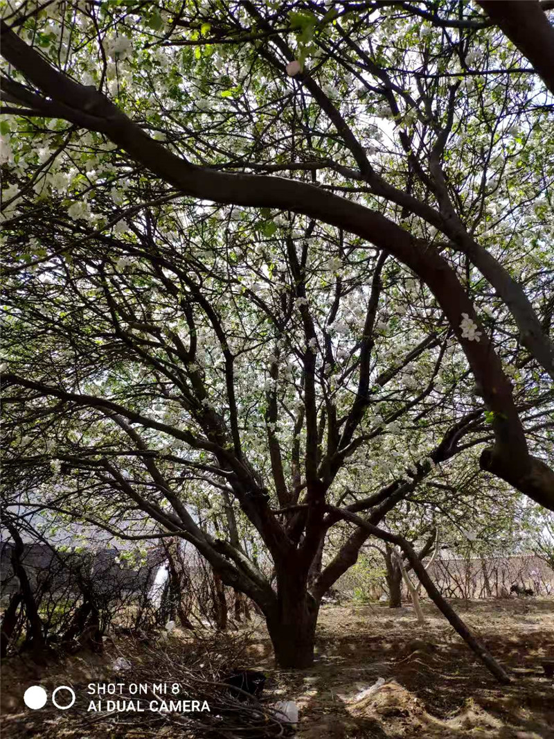 八棱海棠價(jià)格-八棱海棠供應(yīng)商-八棱海棠種植基地-八棱海棠哪家好-八棱海棠報(bào)價(jià)