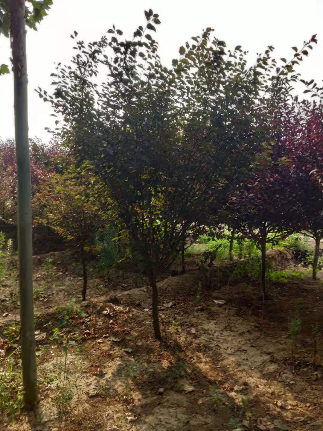 山東泰安@ 0-50公分美人梅@青藤苗木經(jīng)營中心