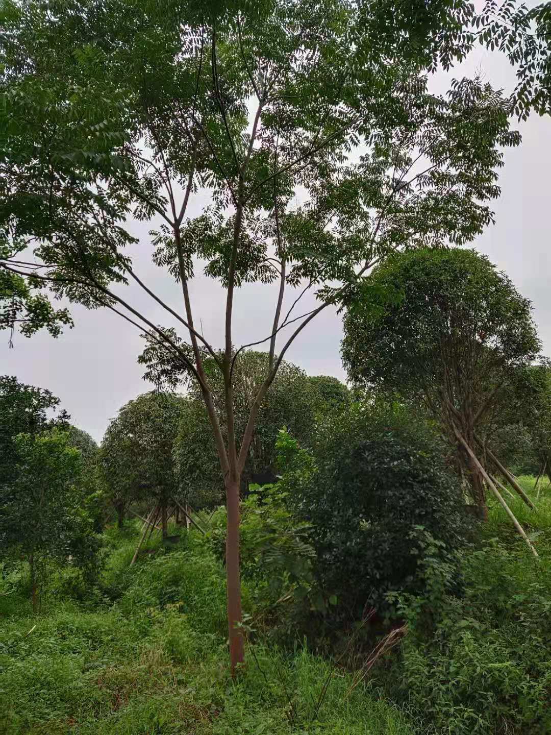 益陽欒樹苗木批發(fā)價-批發(fā)-銷售-大量供應-種植基地-多少錢-哪里有