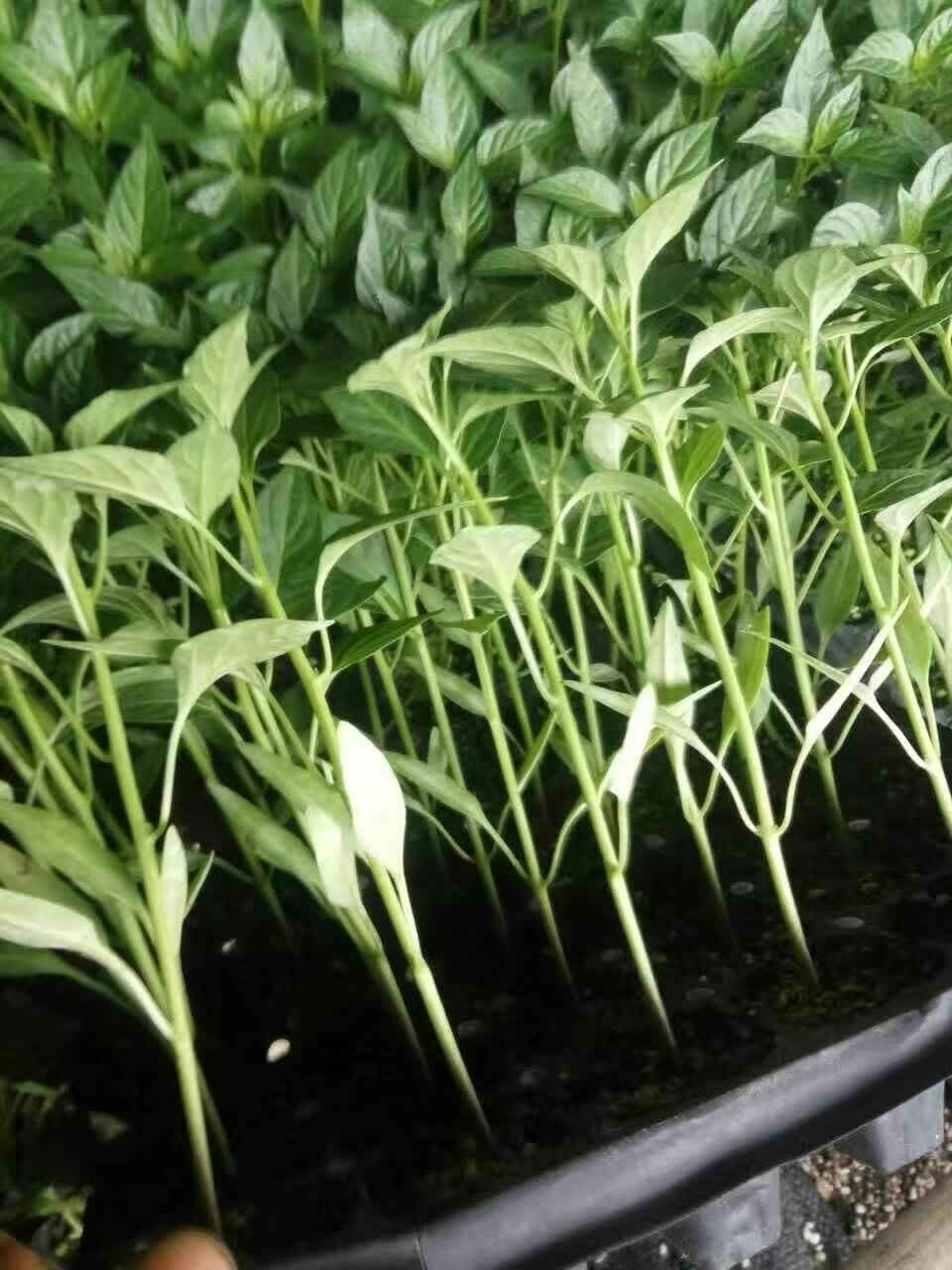 彩椒苗，皺皮辣椒苗 山東薄皮辣椒苗 線椒苗 螺絲椒苗 高產(chǎn)抗病辣椒苗苗廠直發(fā)