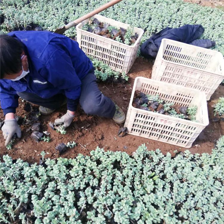 八寶景天批發(fā)、價(jià)格、種植基地、銷售【青州市沐輝園藝有限公司】