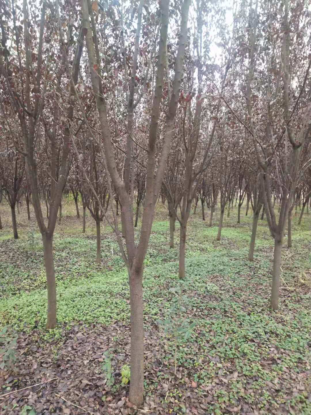 安徽紅梅種植基地、供貨商、批發(fā)【沭陽(yáng)花木大*有限公司 】