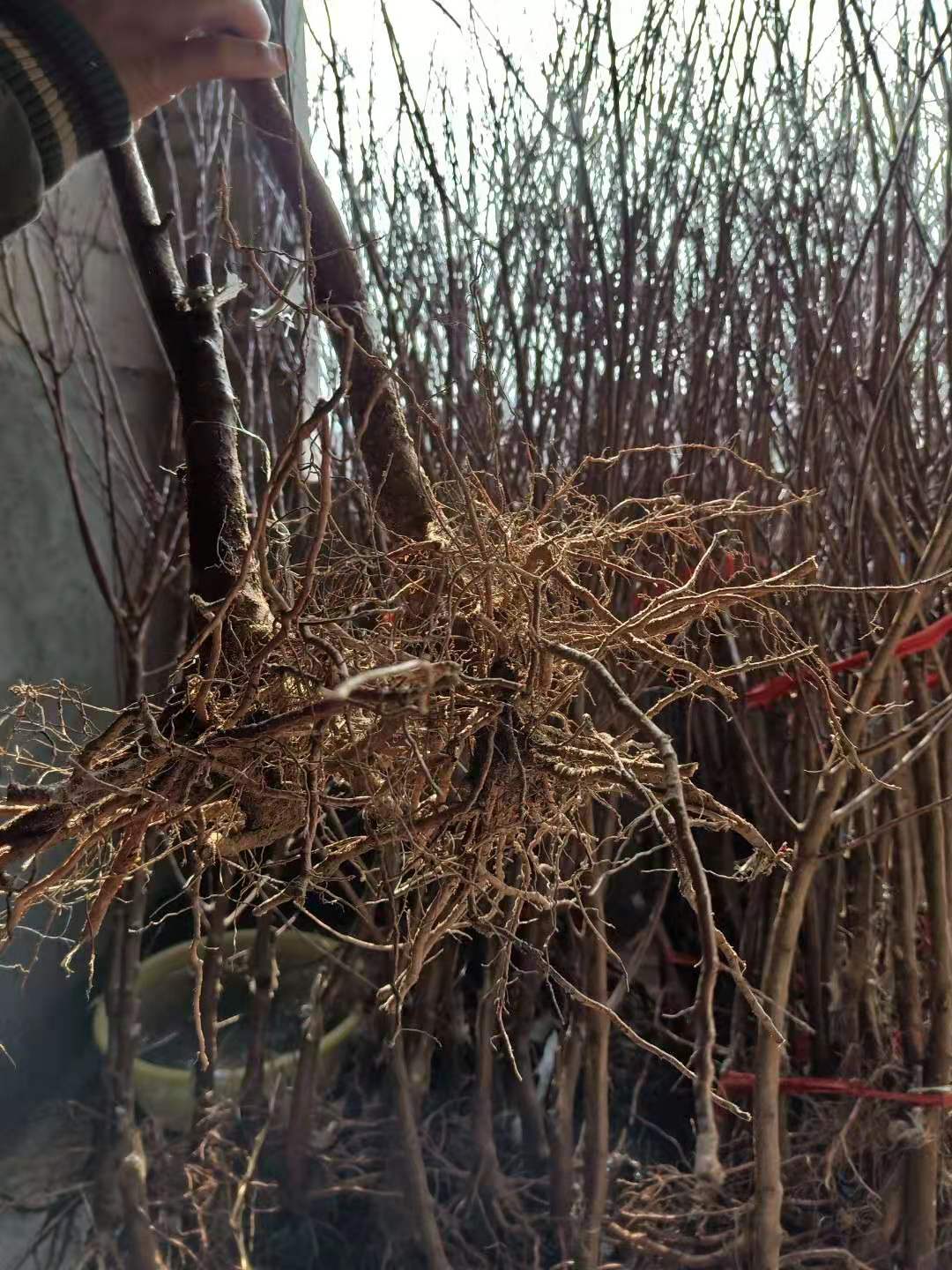 【好口碑】寧夏荷蘭香杏樹苗批發(fā) 寧夏荷蘭香杏樹苗一棵多少錢-棲霞市牙夼果業(yè)專業(yè)合作社