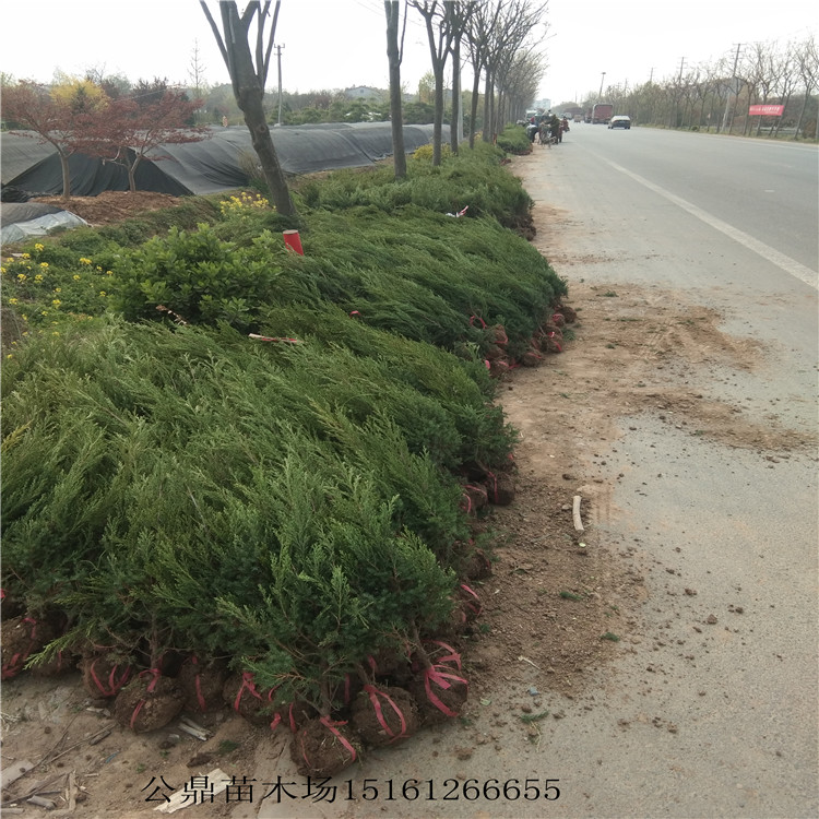 80*-100厘米塔柏公鼎苗木場只要5.5元春季特價