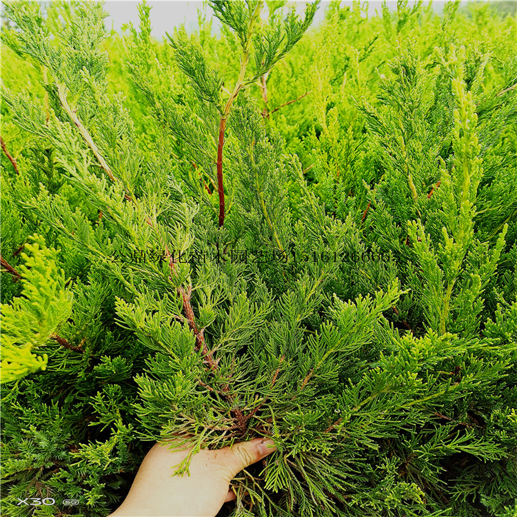 多頭龍柏高度2-5米，冠幅2米公鼎綠化苗木園藝場  多頭龍柏價格