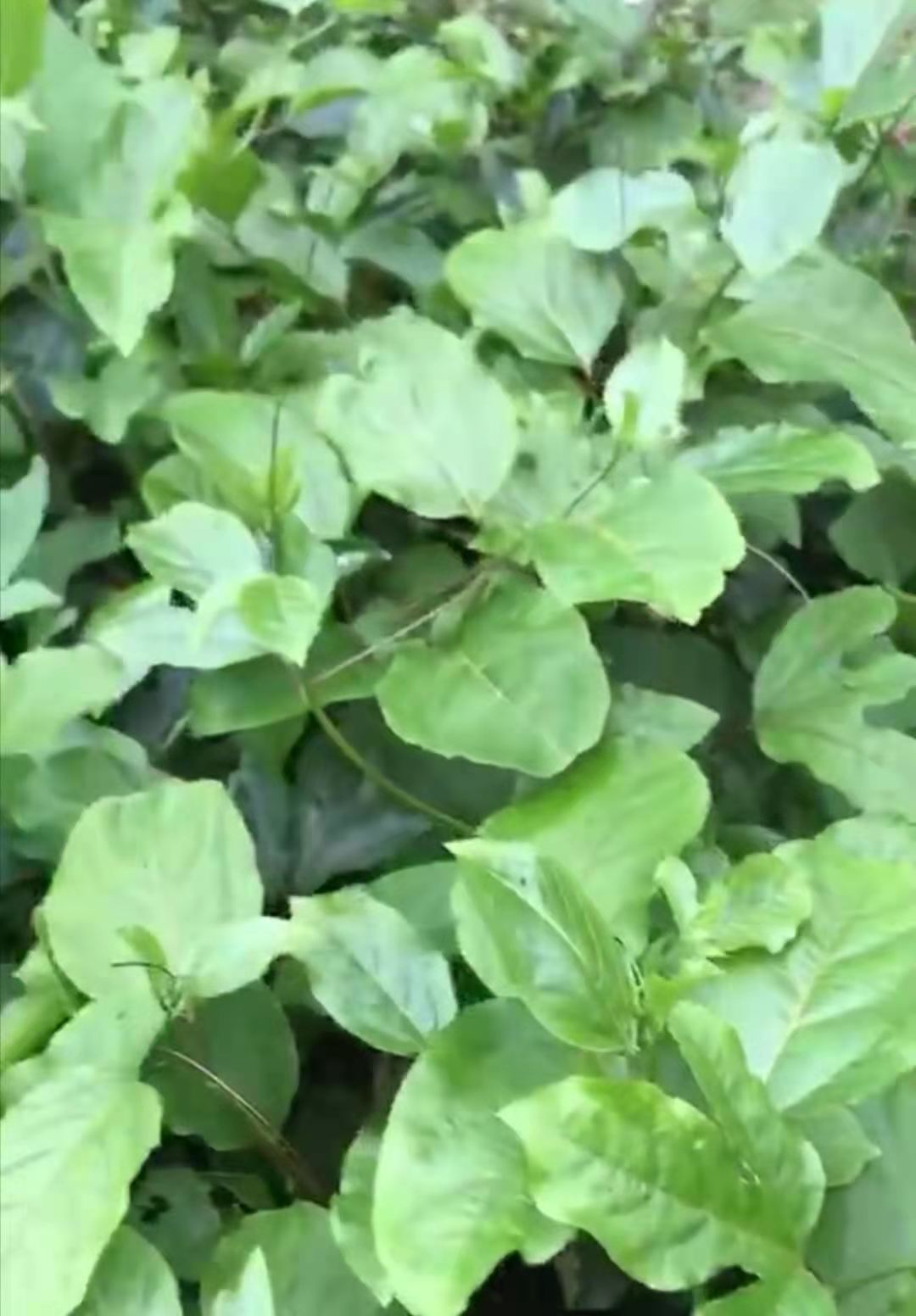 貴陽黃金百香果苗多少錢一棵、報價、基地直銷、大量供應【永?？h騰豐百香果合作社】