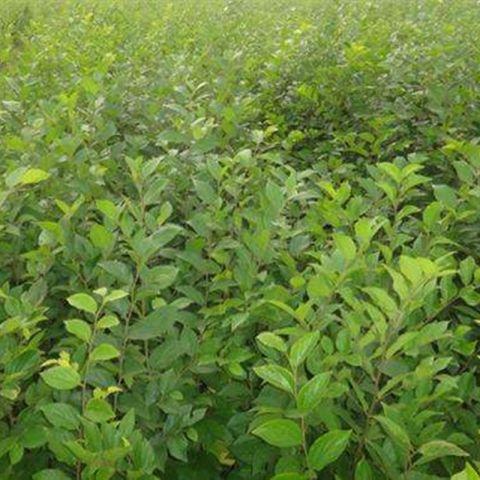 綠化小苗基地直銷綠化苗木 樸樹小苗 江西樸樹 江西樸樹苗