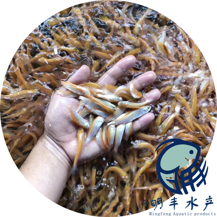 贛州淡水金草魚品種優(yōu)良顏色鮮艷質量好