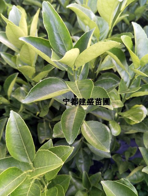 湖北荊州桔柚苗批發(fā)、產(chǎn)地*、價(jià)錢(qián)、供應(yīng)商【寧都建盛苗圃】
