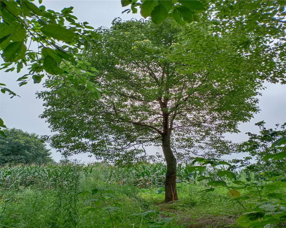 成都香樟批發(fā)報價電話_培育基地【瀘州木源花木有限公司】