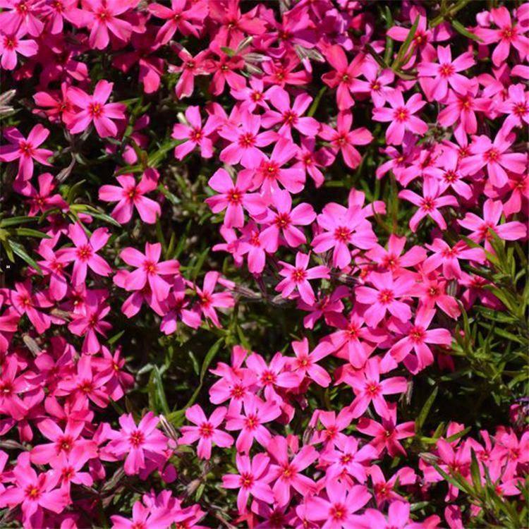 福祿考花種植基地、苗圃電話(huà)【青州市征途花卉苗木有限公司】