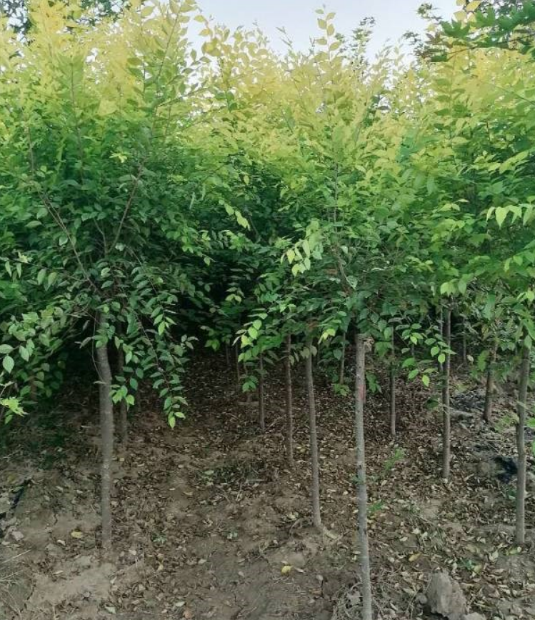 金葉榆報(bào)價(jià)  金葉榆哪家好