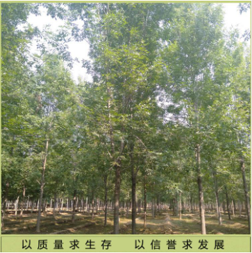 18公分白蠟 18公分白蠟現(xiàn)貨 18公分白蠟供應 18公分白蠟直銷 18公分白蠟價格 18公分白蠟哪里有