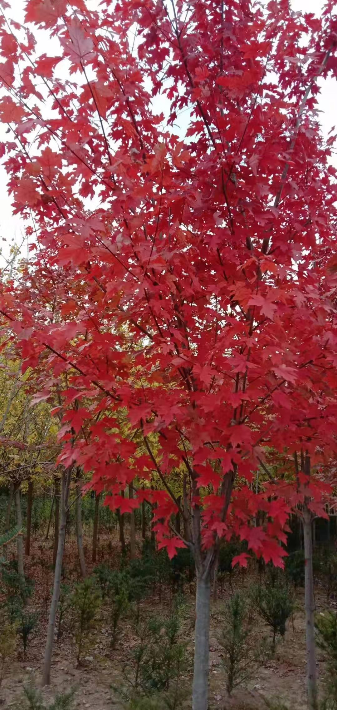 遼寧美國(guó)紅楓基地 美國(guó)紅楓批發(fā) 美國(guó)紅楓價(jià)格