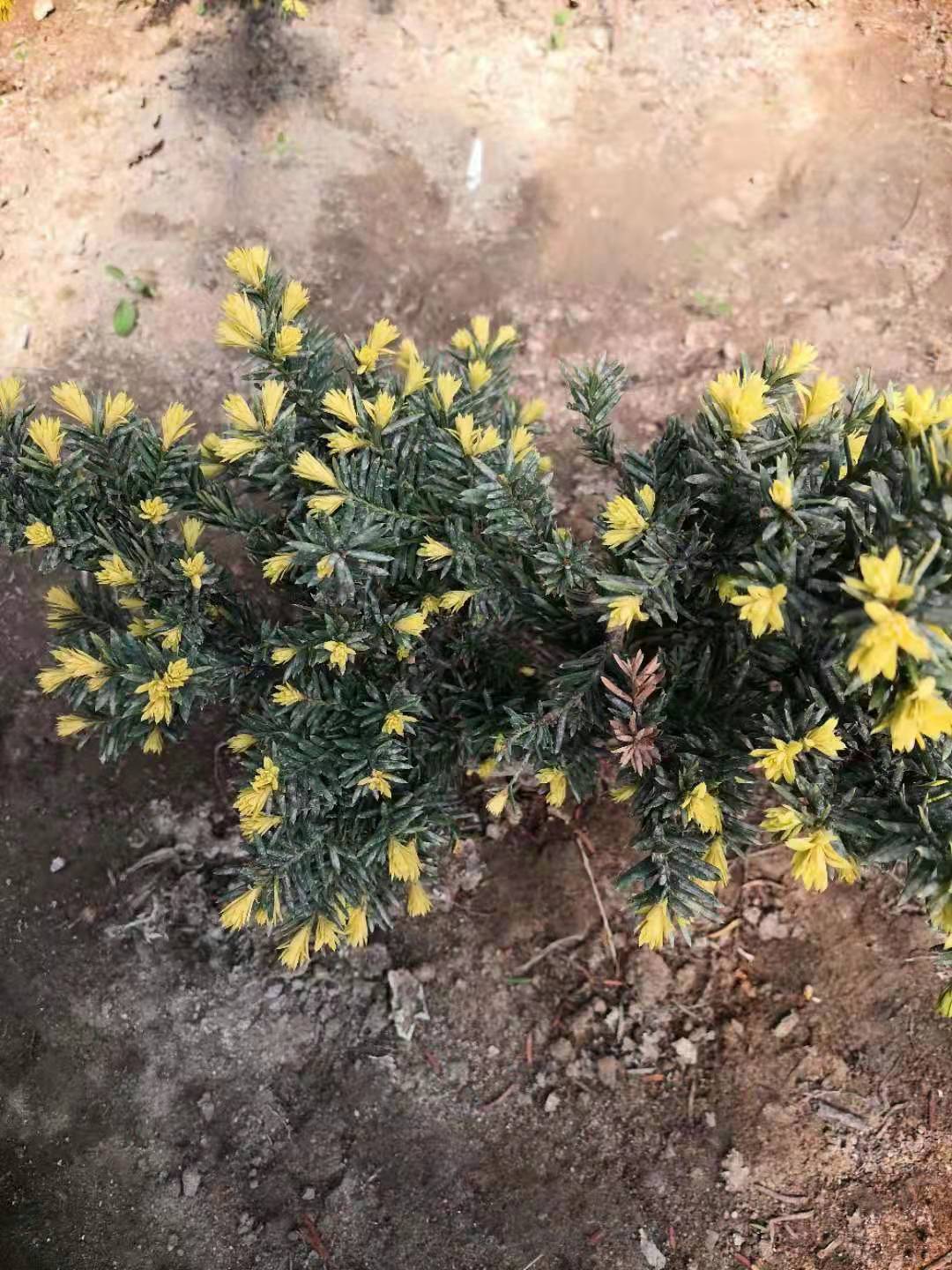 黃金衫供應(yīng)基地 黃金衫報價 黃金衫批發(fā)廠家