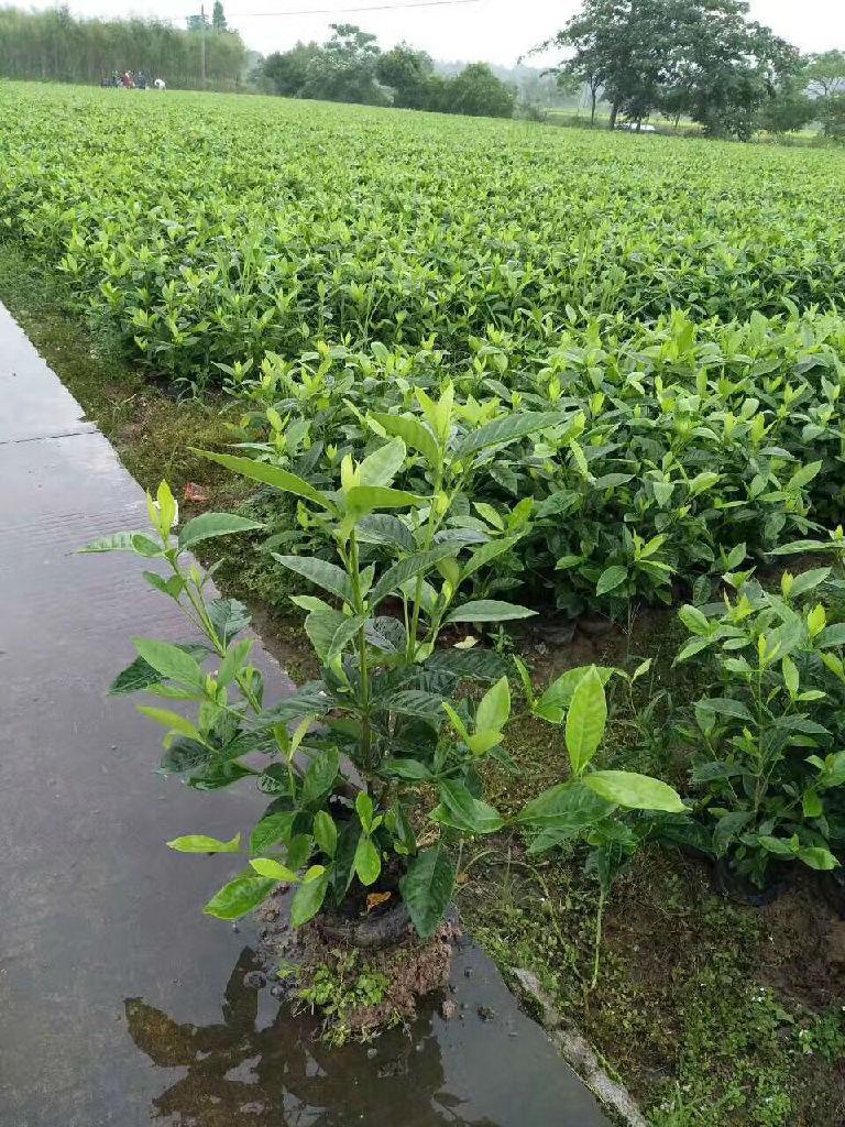 小杯油茶報價 小杯油茶供應(yīng)商  小杯油茶哪家好
