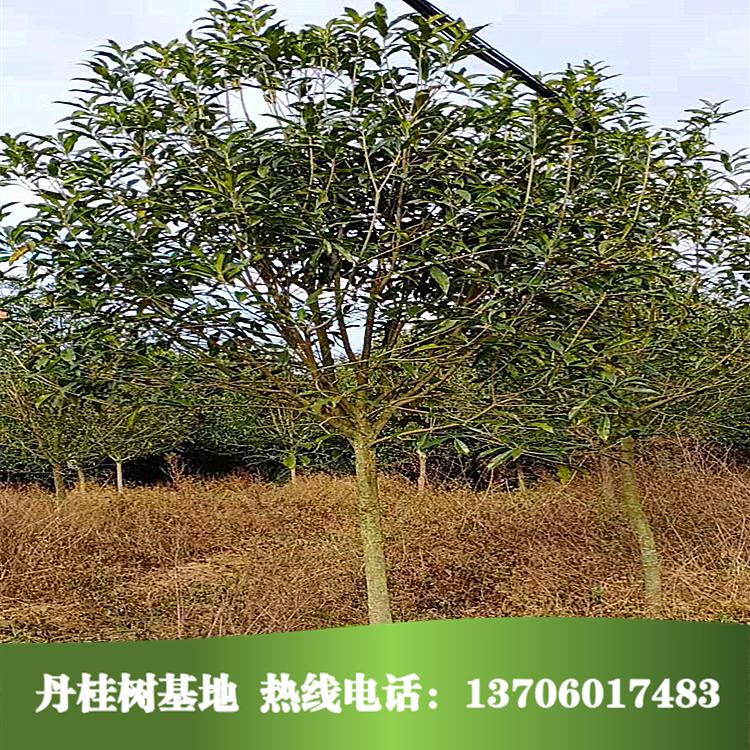 福建丹桂樹批發(fā)-哪里有-報(bào)價(jià)