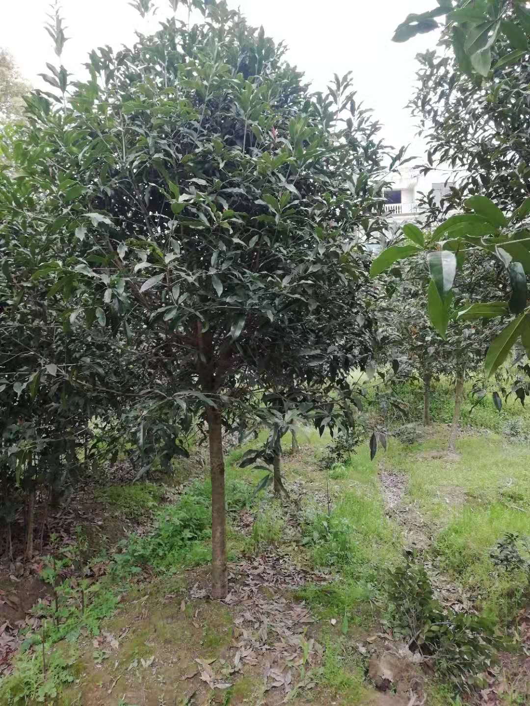 丹桂苗廠家   丹桂苗報價 丹桂苗哪里好