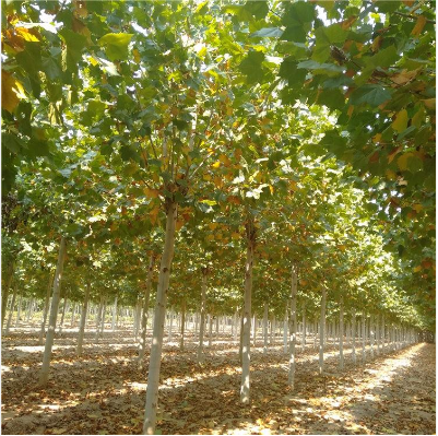 速生法桐小苗 速生法桐小苗供應 速生法桐小苗價格 速生法桐小苗直銷 速生法桐小苗哪里有 速生法桐小苗種植