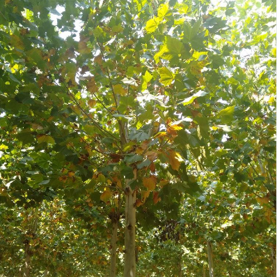 速生法桐小苗 速生法桐小苗供應 速生法桐小苗價格 速生法桐小苗直銷 速生法桐小苗哪里有 速生法桐小苗種植