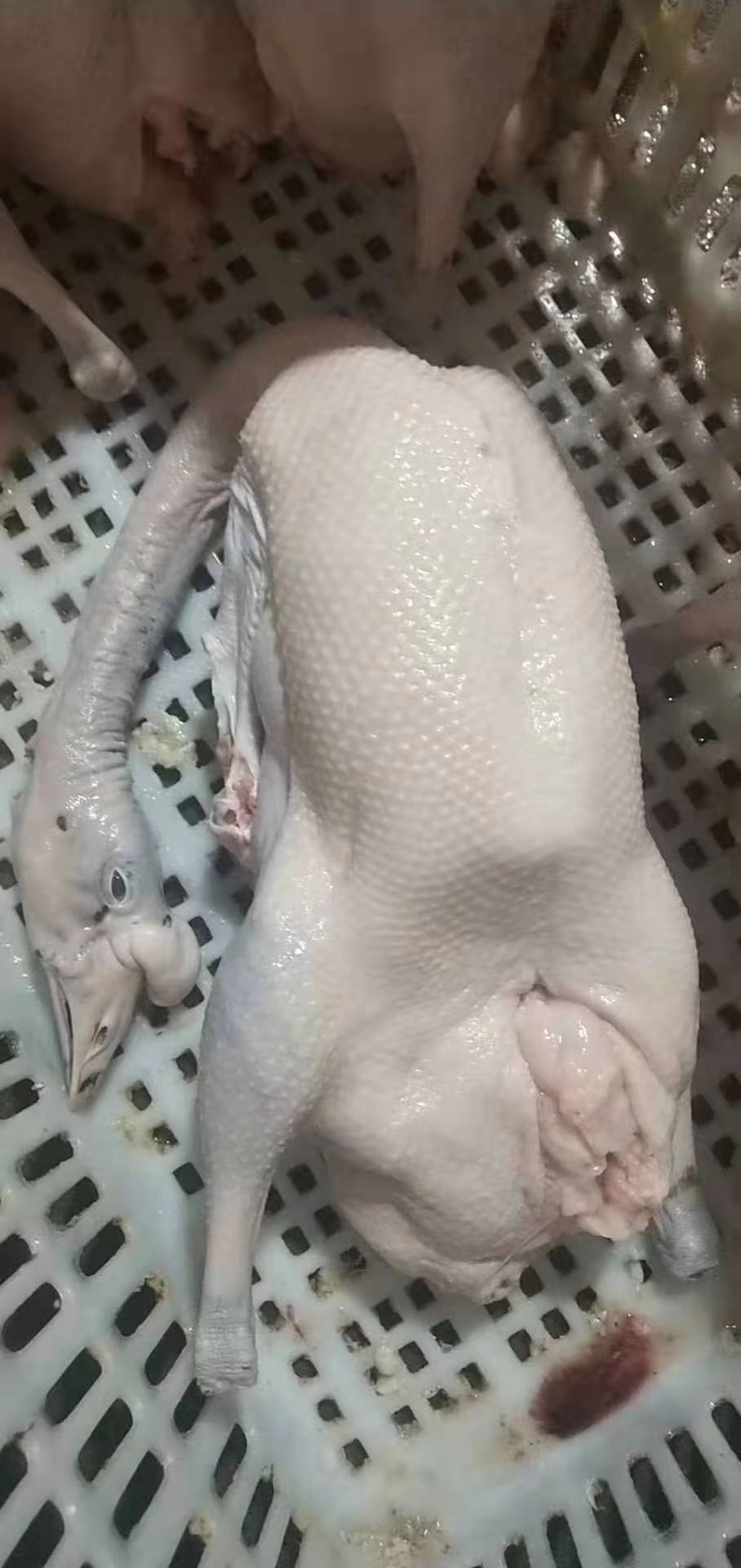 黑棕鵝批發(fā)-乳豬批發(fā) 黑棕鵝批發(fā)-乳豬批發(fā)