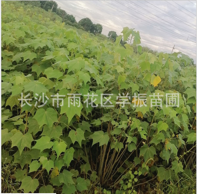木芙蓉 木芙蓉供應(yīng) 木芙蓉價格 木芙蓉種植 木芙蓉直銷 木芙蓉哪里有 木芙蓉哪里好
