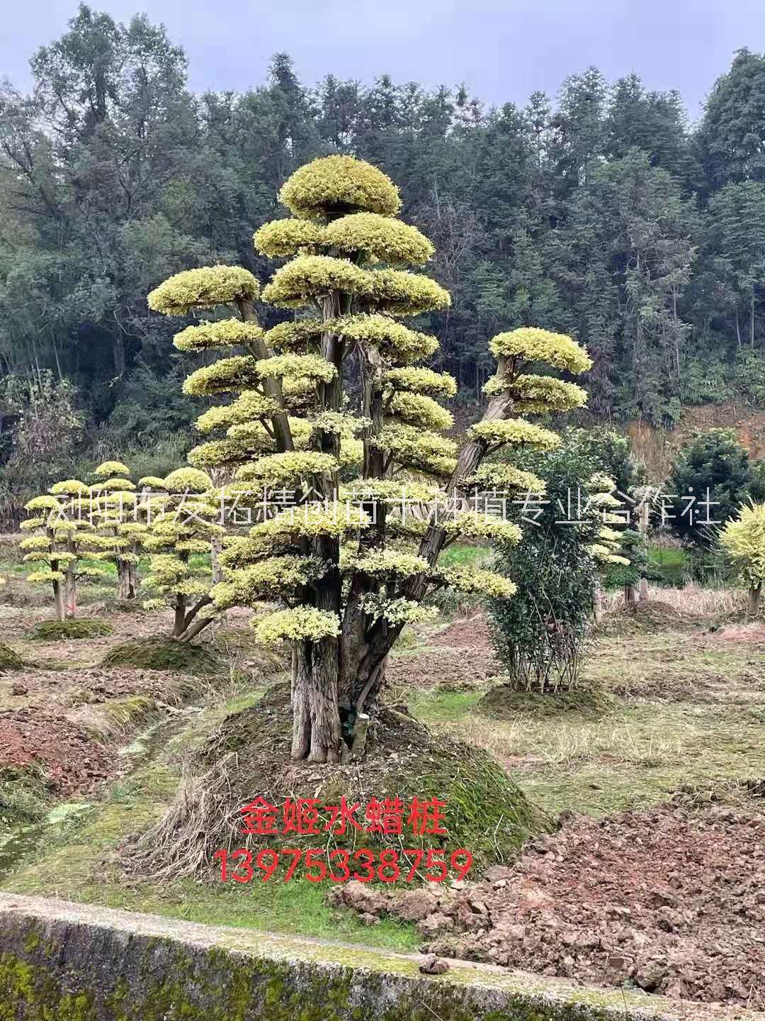 貴州金姬水蠟樁種植基地銷售批發(fā)供應(yīng)商哪家好