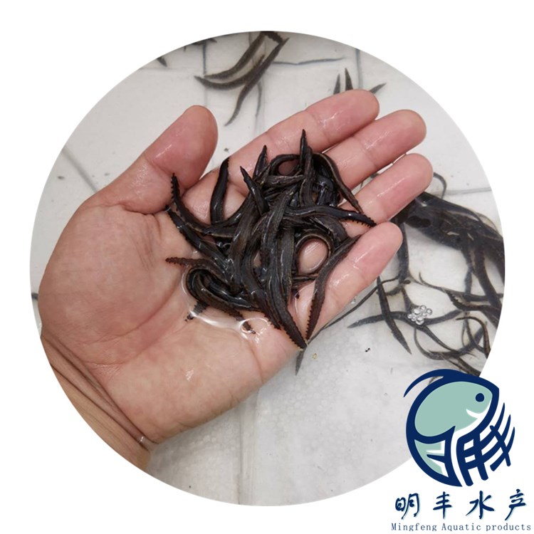刺鰍魚養(yǎng)殖場-產(chǎn)活成效高活力好-飼料搭配喂養(yǎng)【廣州明豐水產(chǎn)有限公司】