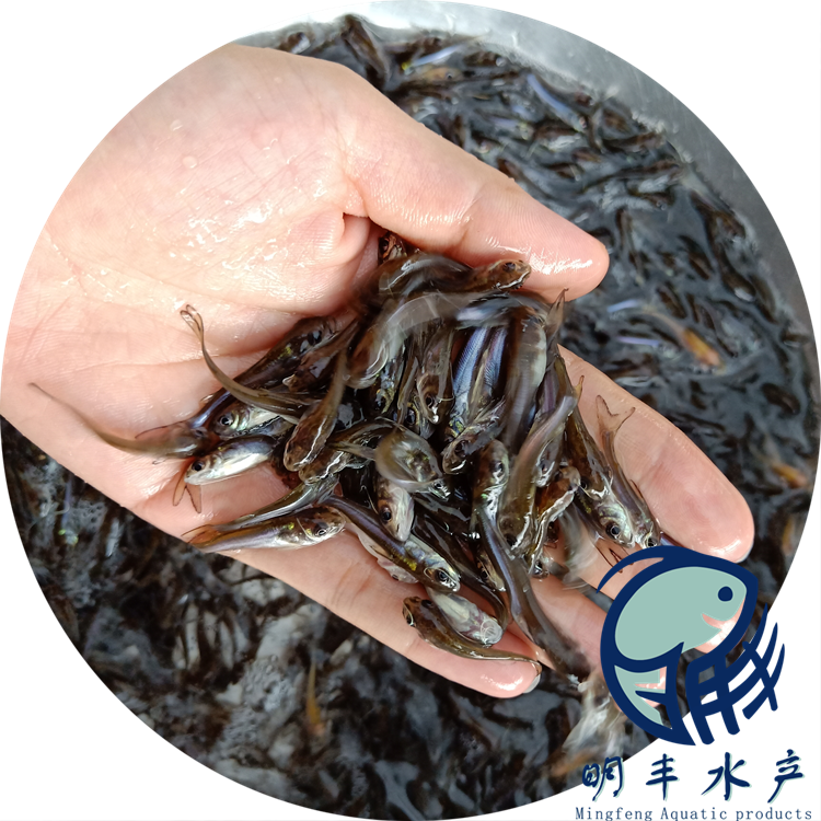 贛州斑點鮰魚苗淡水出售 3-6公分價格批發(fā) 提供養(yǎng)殖技術(shù)【廣州明豐水產(chǎn)有限公司】   贛州斑點鮰魚苗淡水出售