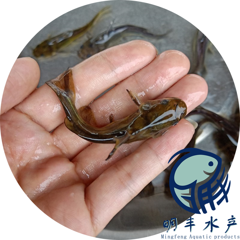 興義市黃骨魚苗出售-自然生長-*惠【廣州明豐水產(chǎn)有限公司】