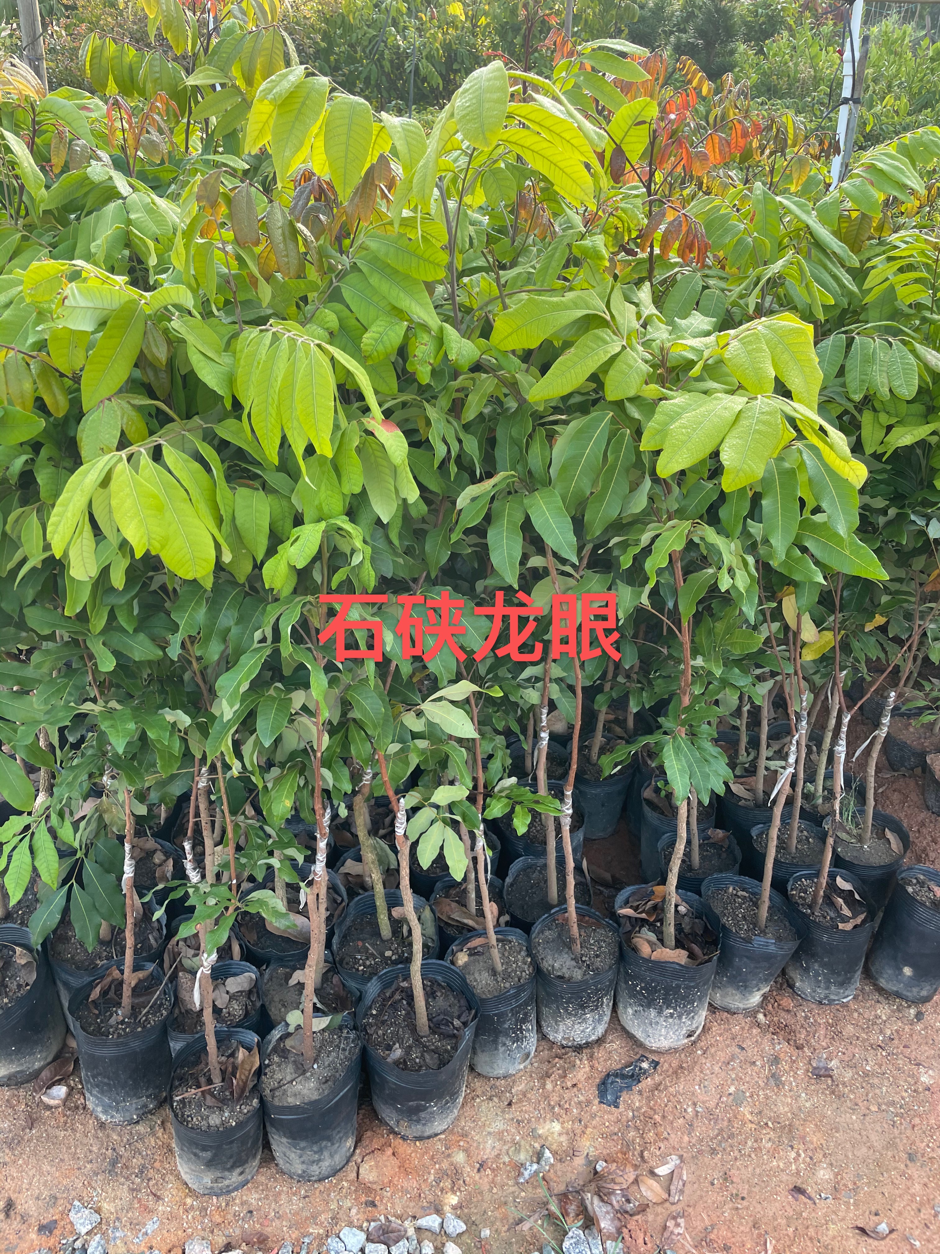 四川石硤龍眼苗供應商咨詢