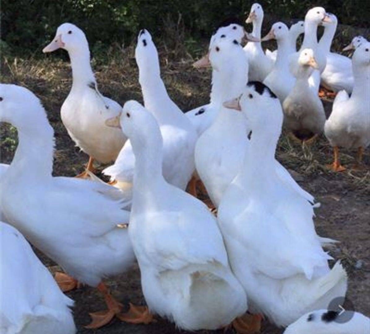 廣西一點(diǎn)頭鴨苗養(yǎng)殖批發(fā)價(jià)供應(yīng)商直銷多少錢(qián)哪里有報(bào)價(jià)【南寧市鴻發(fā)禽業(yè)有限公司 】