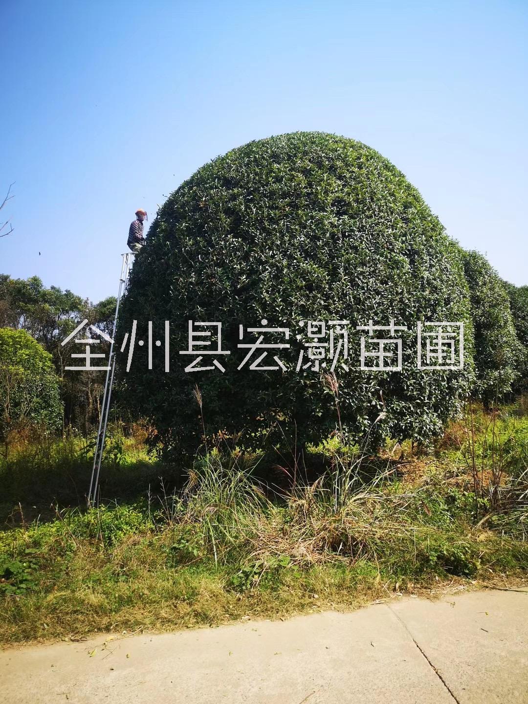 桂花樹各種規(guī)格出售 桂花樹各種規(guī)格出售 成都桂花樹