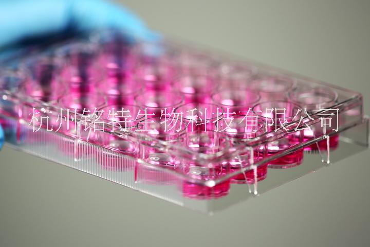 NEST細(xì)胞培養(yǎng)板6孔12孔24孔48孔96孔
