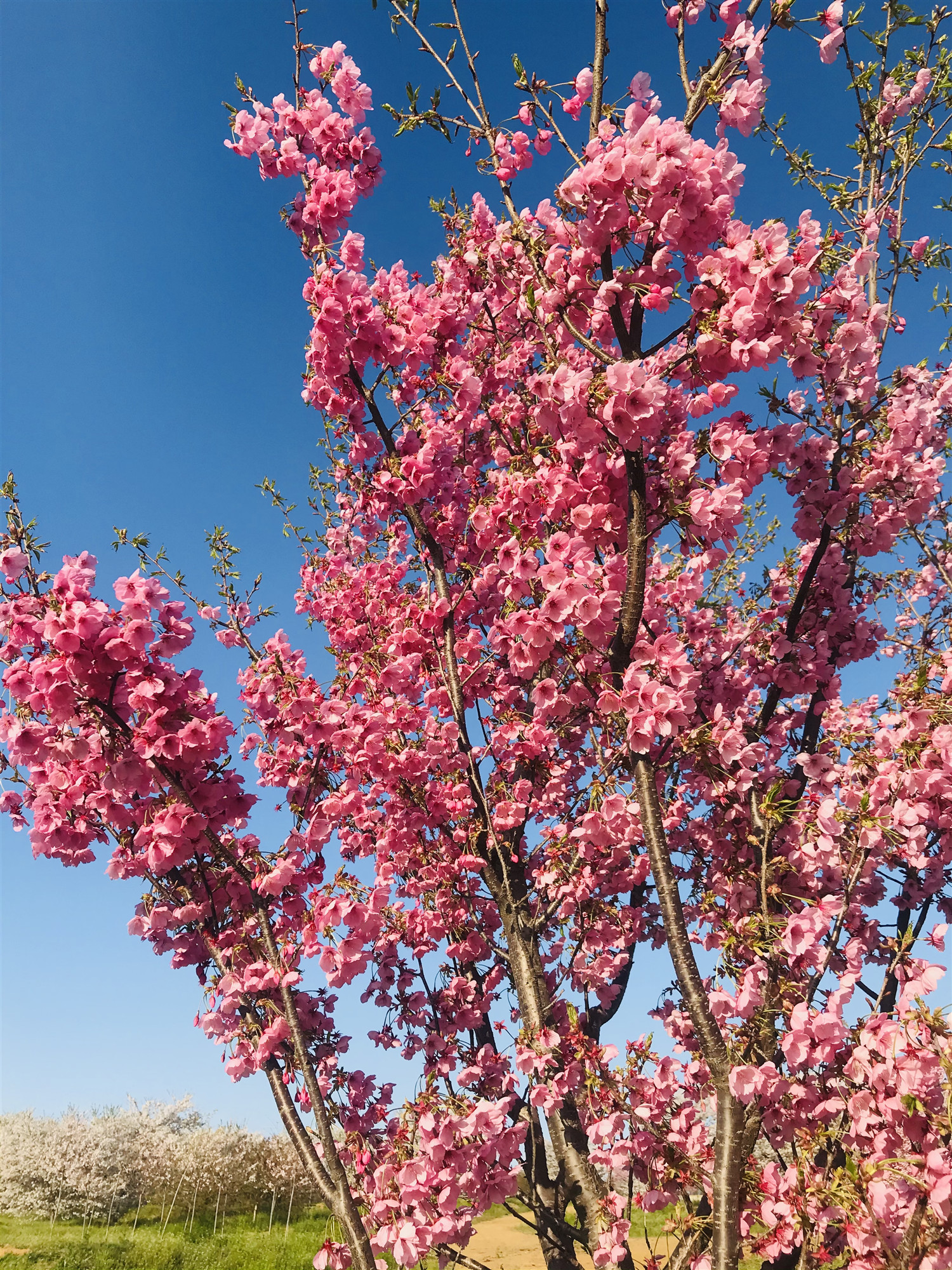 成都陽光櫻8-12公分大型種植基地預(yù)售熱線、成都陽光櫻批發(fā)價(jià)格【青島晴海生態(tài)觀光園】