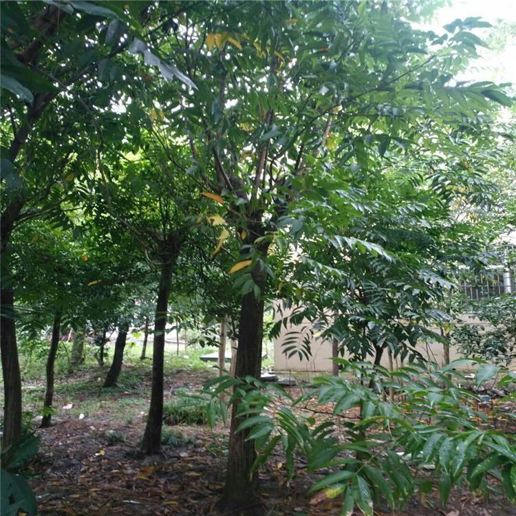 1到12公分無患子樹廠家報價  1到12公分無患子樹價格