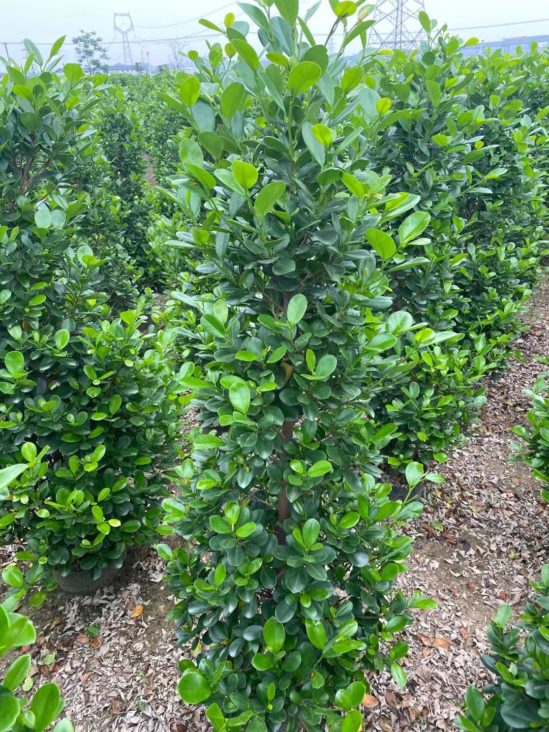 廣東火山榕大量銷售*火山榕價格 火山榕基地