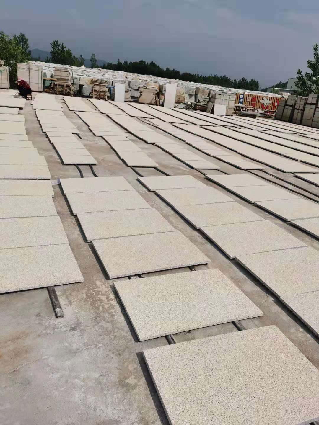 黃金麻大花 黃金麻產(chǎn)地哪里  黃金麻大花供應(yīng)