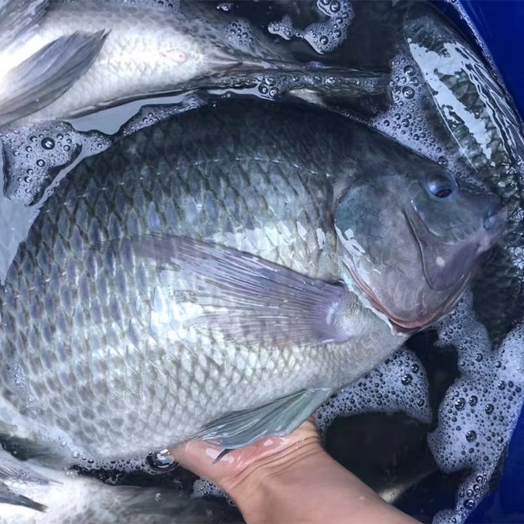 供應羅非魚苗仔水花苗批發(fā)【1-6公分魚苗價格】