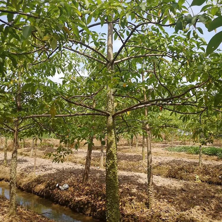 木棉樹批發(fā) 木棉花地苗 本地木棉現(xiàn)挖現(xiàn)發(fā) 廣東本地木棉