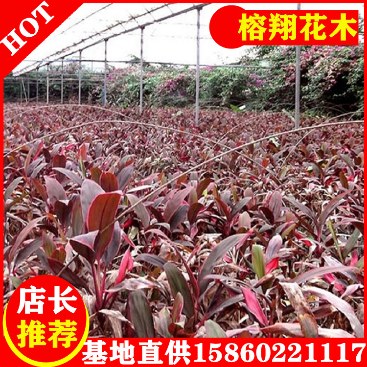 亮葉朱焦1袋苗批發(fā)市政園林工程用苗自家苗木