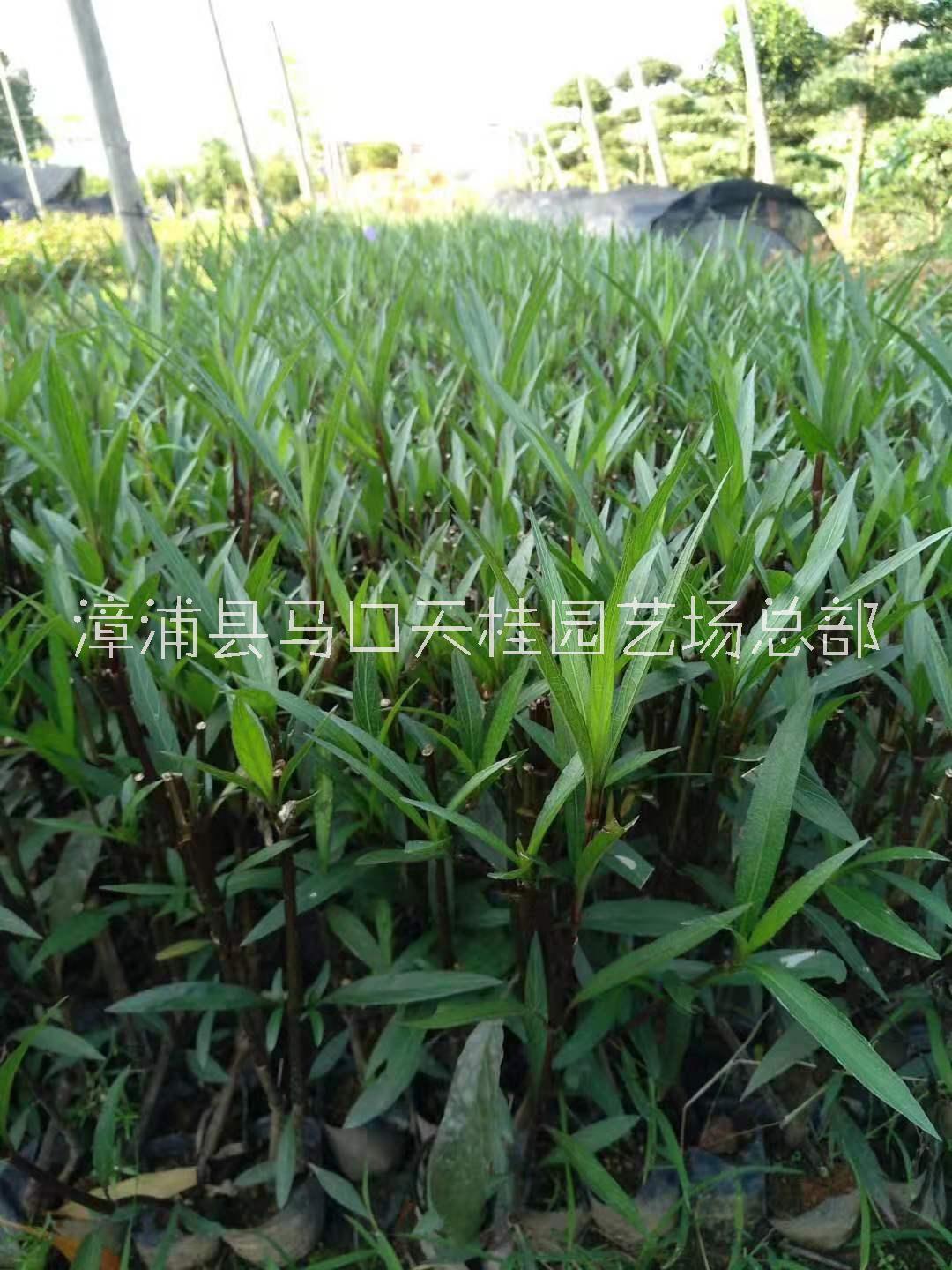 翠蘆莉批發(fā) 翠蘆莉價錢